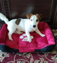 Pet-Bed Puppy Kennel Large Dog Waterproof House Cat-Litter Paw-Print for Four-Seasons