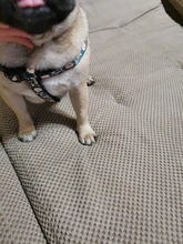 Arnés para perro o gato ajustable, reflectante, para gatos, exteriores, para perros pequeños, para caminar, Chihuahua, Terier