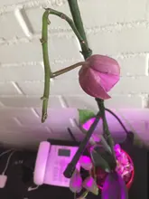 Phyto-Lamp Grow-Light Flower Seedlings Goodland USB Full-Spectrum For Plants LED 