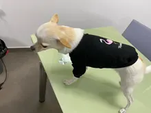 Sweater Dog-Jacket Dog Hoodie French Bulldog Winter Pet-Dog for Flamingo-Design Cats