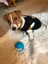 Puppy-Toys Dog-Toy Pet-Supplies Rubber Funny Tooth Soft 1pc Pawstrip Diameter-7cm Colorful-Ball