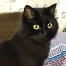A***a