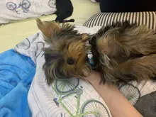 Personalized Dog Collar Leather Rhinestone Bling Charms Custom Pet Dogs Cat Name