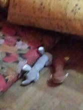 Dog-Toys Pet-Puppy Plush-Sound Squeaky Small Party Chew New Cartoon Pet-Gift