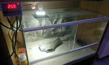 Almohadilla de calor caliente para mascotas 5W/15W/25W/35W 220V estera de calefacción regulador ajustable de temperatura para serpientes tortuga lagarto araña EU