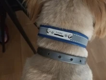 Dog-Collar Engraved Puppy-Xs-L Id-Name Reflective Custom Personalized Airuidog