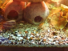 Aquarium Freeze Dried Shrimp Eggs Tropical Small Marine Fish Food Nutrition