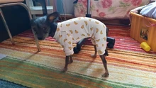 Dogs-Pajamas Clothing Shirt Puppy-Jumpsuit Pomeranian Chihuahua Dog-Coat Pet-Dogs Small