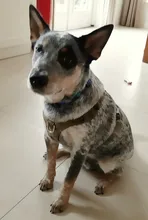 Harness Light-Weight Military-Service Truelove Dog Small Outdoor Tactical Medium Adjustable