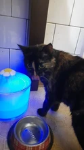 Water-Fountain Automatic Bowl Feeder Drinker FILTERS Led-Lighting Cats with 5-Pack USB
