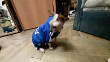 Cute Cat Sweater Hoodie Winter Warm Pet Clothes for Cats Sphinx Katten Clothing Outfit