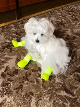 Zapatos antideslizantes para mascota de perro de lluvia, botas de goma impermeables para chihuahua, calzado para exteriores, calcetines para perro