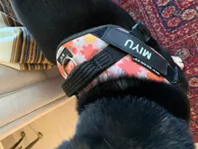 Stickers Labels Pets-Supplies Dog-Id-Tag Name Reflective Custom Personalized for DIY