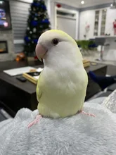 Plush-Toys Cockatiel Birds Stuffed Christmas-Gifts Soft-Parrot Yellow Small Extra Real-Life