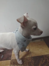 Pañuelo de gato Triangular para perros pequeños, Bandana de algodón lavable, Collar, bufanda, Baberos de cachorro de moda ajustables