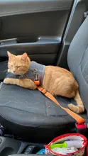 Ajustable para perros y gatos cinturón de seguridad de coche del asiento del vehículo Correa correa para perros de tracción Collar arnés para perro plomo Clip productos para mascotas