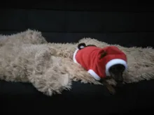 Christmas Dog Clothes Small Dogs Santa Costume for Pug Chihuahua Yorkshire Pet Cat Clothing