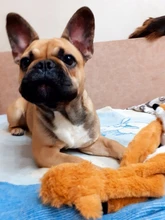 Puppy Honking Squirrel for Dogs Cat Chew Squeaker Squeaky Toy Dog Toys Stuffed Chew Squeaking