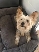 S-3XL Del Color Del Caramelo de la Pata del Animal Doméstico Sofá Camas Para Perros Impermeable Inferior Suave Fleece Caliente de la Casa Cama del Gato