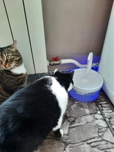 Fuente de Gato de 2L con luz azul, dispensador de agua automático alimentado por USB, alimentador de gatos, filtro de bebida para gatos y perros, proveedor de mascotas