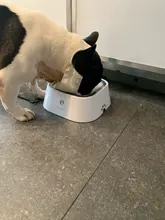 Cat Bowl Floating Drinking-Water-Dispenser Abs-Plastic Anti-Overflow Mouth