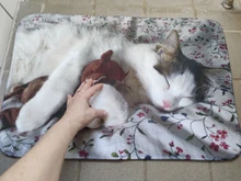 Floor-Mats Kitchen-Carpets Bathroom Welcome Anti-Slip Animal Cat Kawaii Living-Room Cat-Printed