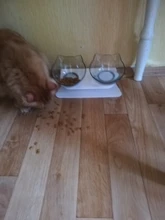 Cat-Bowls Products Pet-Food Raised-Stand Pet-Supplies Cats-Dogs-Feeders Non-Slip Double