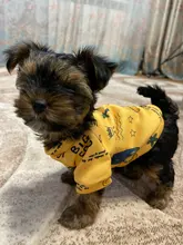 Traje para perros con estampado de animales, abrigo suave de algodón para mascotas, Jersey, camisa, chaqueta, suéter, ropa para mascotas