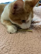 Hierba gatera Natural palo gato de limpieza de dientes Molar dientes con Silvervine Actinidia de palillos de gato para aperitivo Gato de limpieza