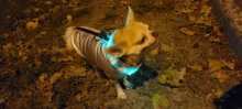 Dog-Collar Flashing Pet-Dog Glowing Night-Safety Rechargeable Luminous LED Usb