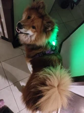 Led-Light Backpack Harness Collar Truelove Safety for Pet-Wear with Water-Resistant And