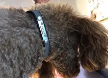 Collar reflectivo para perro, personalizado, de cuero, acolchado, para perros pequeños, medianos, Chihuahua, Yorkie