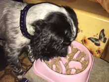 Triangle Dog Slow Eating Training Bowl for Puppy Kitten Plastic Food Feeding Bowl Pet