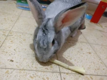 Chew-Toy Hamsters Snacks Rat Guinea-Pig Parrot Chinchillas Bamboo Treat Rabbit Sweet