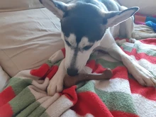 Puppy-Toys Chew-Game Dental-Care Dogs Dog-Bone Benepaw Small Natural Large Medium Pet