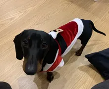 Costume Jackets Yorkie-Outfit Cat-Clothing Puppy Small Dogs Coat Hooded Pet-Dog Winter Dog