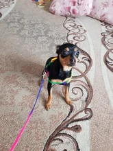 Harness Leash Traction Rope Lead Pet-Dog-Collar Rainbow Colorful Durable Nylon And 120cm