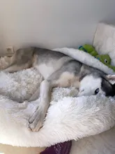 Saco de dormir en invierno para mascotas, caseta de lecho de gatos y perros supersuave, saco de dormir largo y afelpado para cachorros, esterilla portátil, tamaño de 46/50/60cm