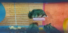 Rack Plate-Toys Hamster Squirrel-Cage Wooden Rectangle Colorful
