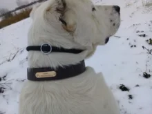 Dog-Collar Id-Plate Engraved Dogs Pitbull Custom Personalized Padded with Tag 2-Layers