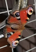 Lamps Reverse-Bulbs W16W Running-Lights Daytime 4014 Led T15 921 45 Super-White SMD 2PCS