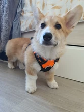 Truelove Front Nylon Dog Harness No Pull Vest Soft Adjustable Safety Harness For Dog