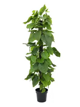 

EUROPALMS Pothos plant, artificial, 180cm
