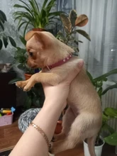 Necklaces-Accessories Collar Puppy-Products Chat Kitten Kota Small Traumdeutung for Pet-Dog