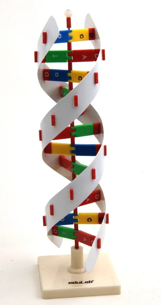 Модель DNA | Канцтовары для офиса и дома