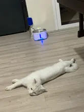 Fuente de agua para gato y perro, alimentador de agua eléctrico automático, contenedor, pantalla LED de nivel de agua para perros y gatos, bebida
