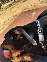 Pet-Id-Tags Collar-Accessory Cats Dogs Stainless-Steel Small Custom Personalized 