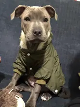 Chaqueta con capucha para gatos domésticos y perros, abrigo cálido para invierno, para perros medianos y pequeños, Chihuahua, ropa ligera