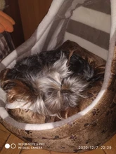 Cat Bed Nest Kennel Dog-Beds Cat-House Princess-Bed Dogs Washable Small Warm for Pet-Dog