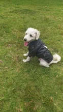 Jacket Dog-Coat Puppy Eagle-Pattern Waterproof Outdoor Outerwear Pet Small Soft Fashion